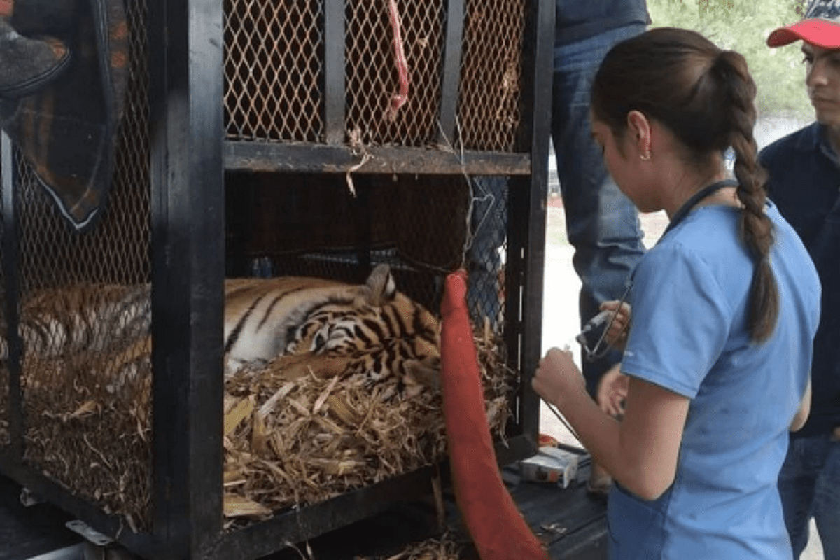 tigresa de bengala 1