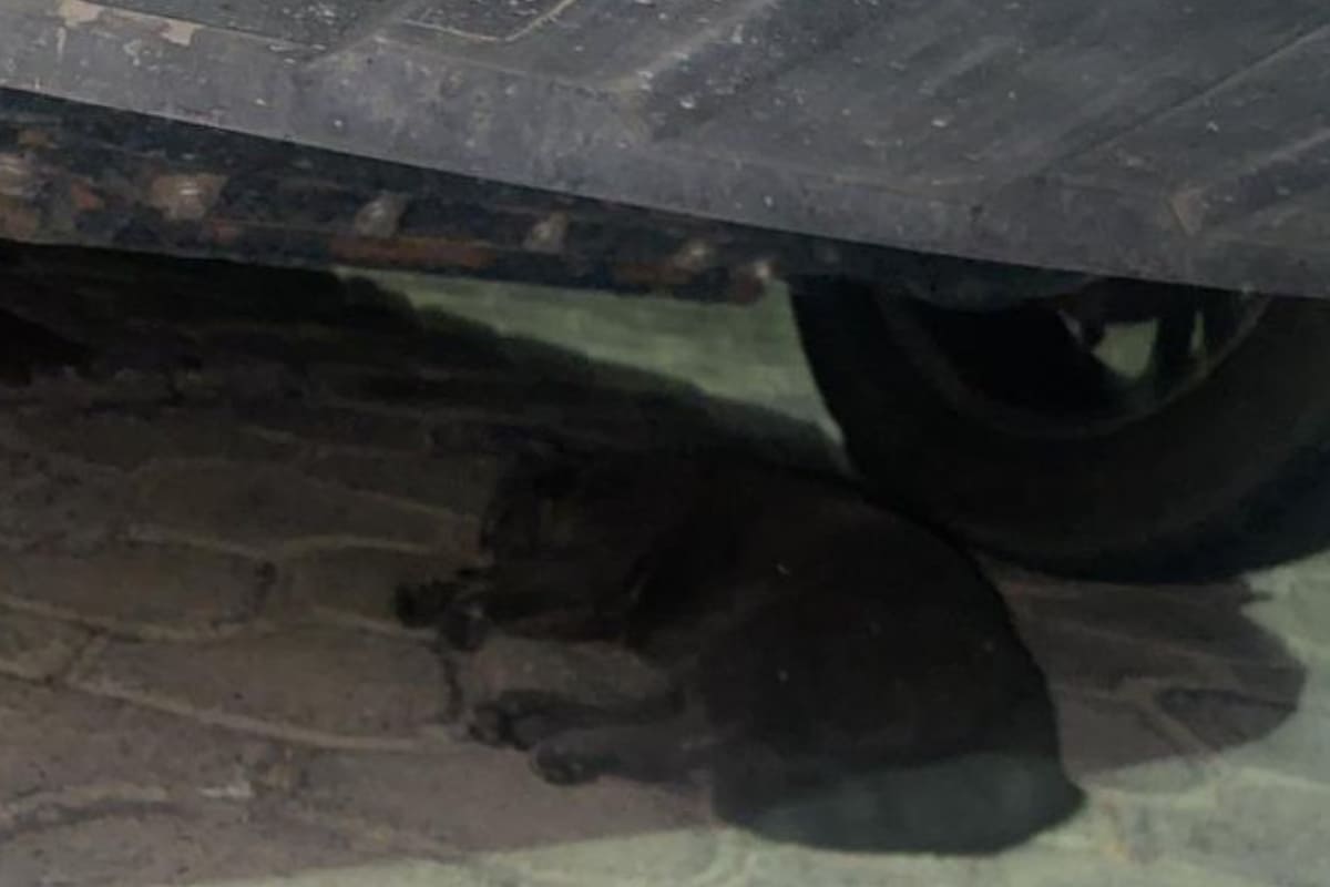 Vecinos de Lomas de Angelópolis reportan envenenamiento de sus mascotas 2 animales envenenados en ange 1