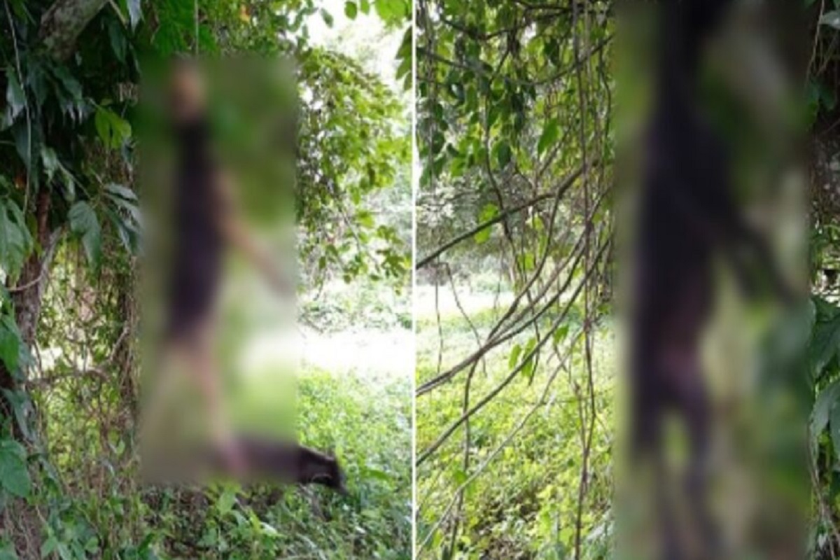 Por morder a un borrego, asesinan a dos perros y los cuelgan de los árboles en Venustiano Carranza 2 barbosa 1