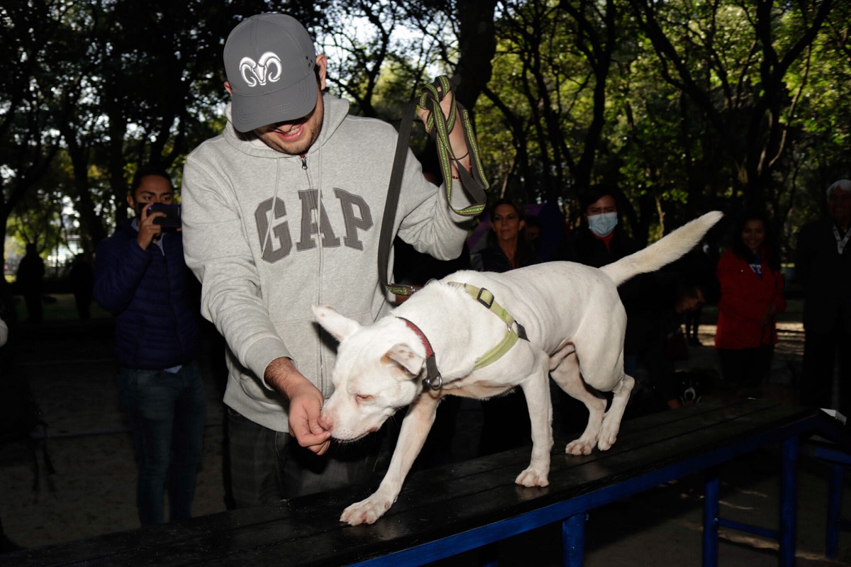 Reciben 230 denuncias por maltrato animal en Puebla y rescatan 800 perros de la calle 3 denuncias maltrato animal 2