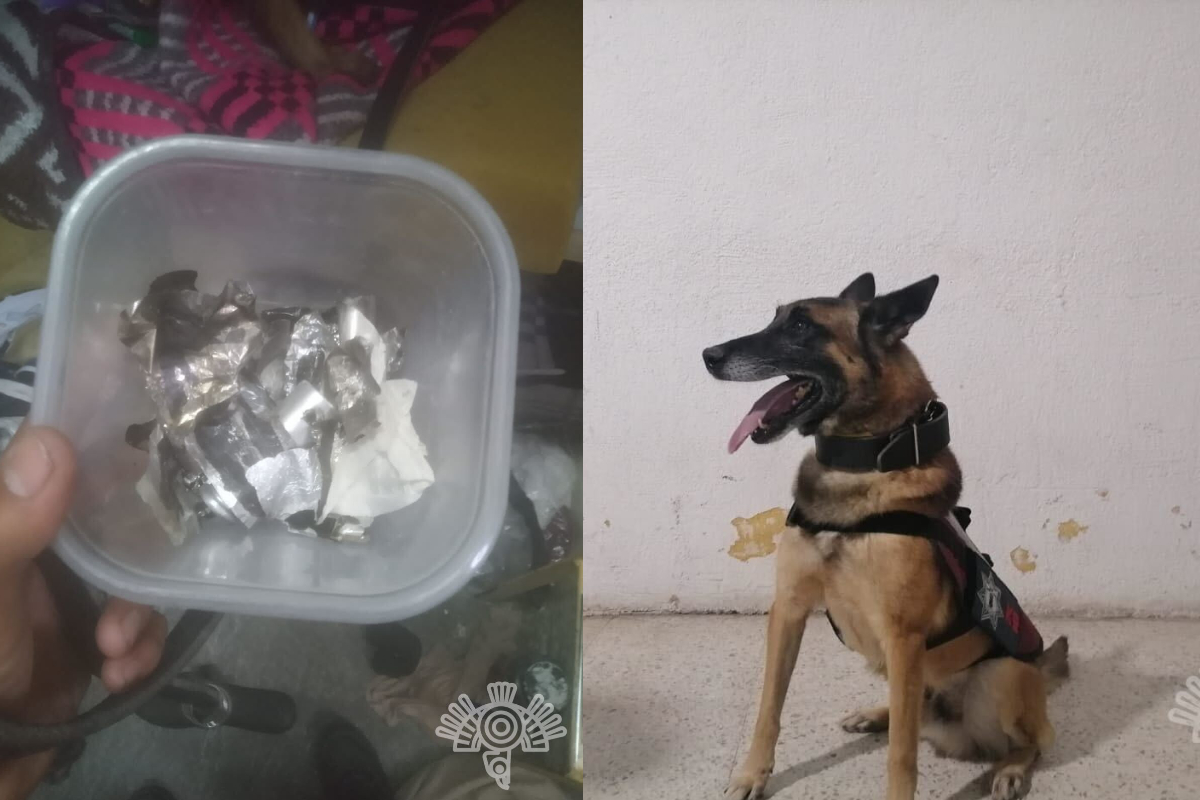 Tras revisiones en centros penitenciarios, oficiales caninos detectan droga: SSP 2 droga centros penitenciarios