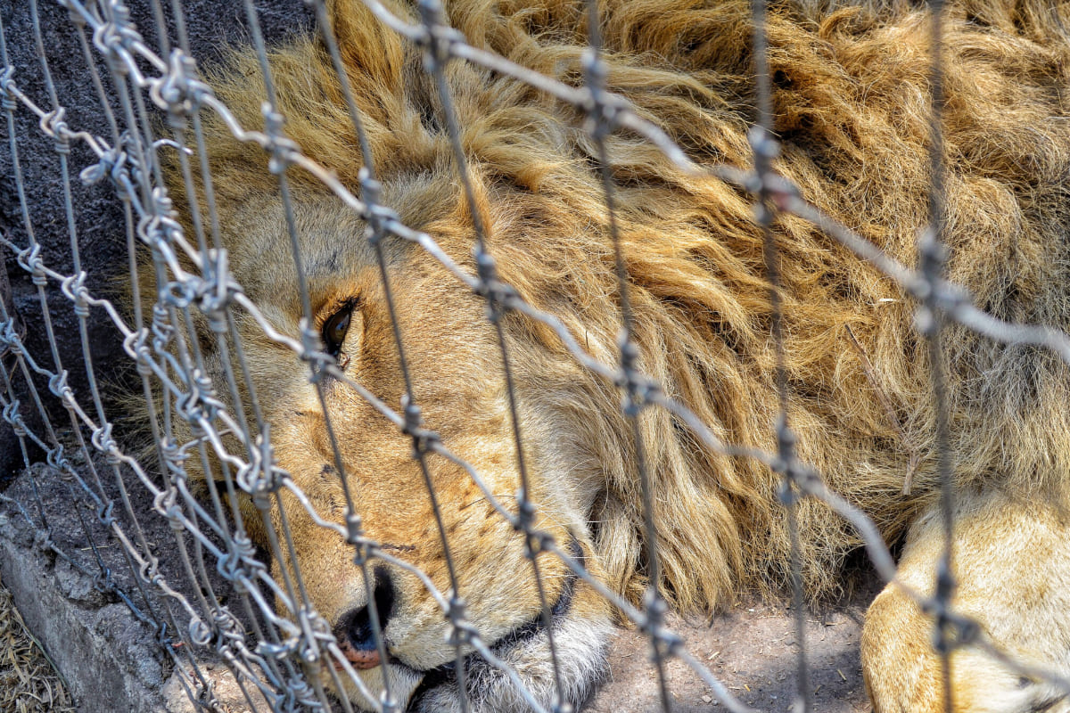 nueva aventura con leones en Africam