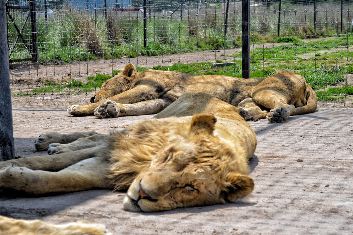¿Ganas de una aventura? Africam Safari lanza nueva atracción para alimentar a los leones 3 leones africam2