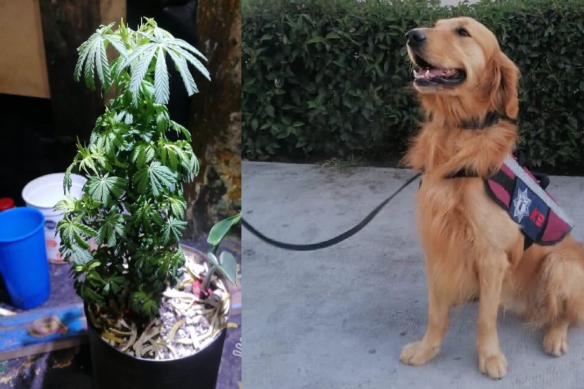 En Penal Puebla, Policía Estatal asegura planta de marihuana 2 marihuana perrito