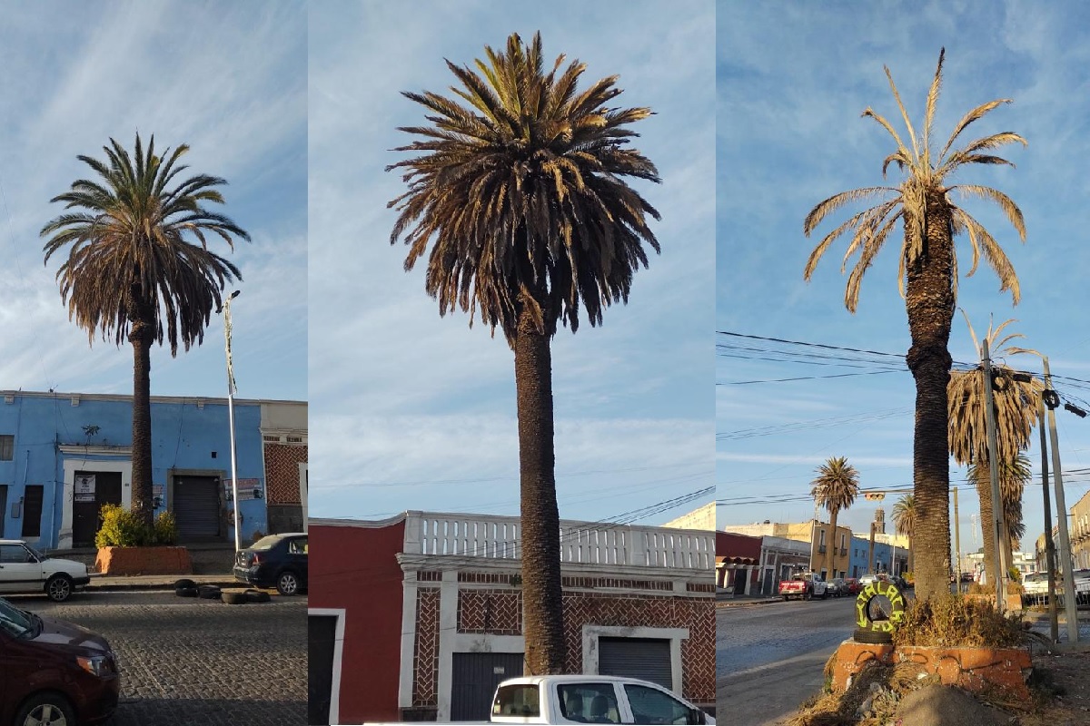Retirarán 18 palmeras enfermas en la zona de El Ato en Puebla 4 palmeras
