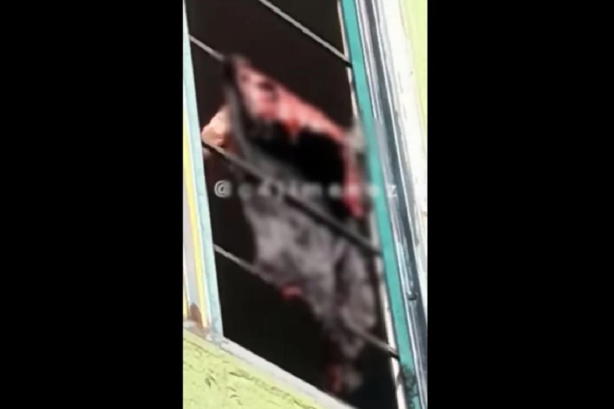 Sujeto le arranca la piel a un perrito y la cuelga en su ventana en la CDMX 2 pielperro desollado