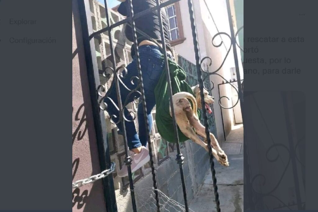 pitbull abandonada