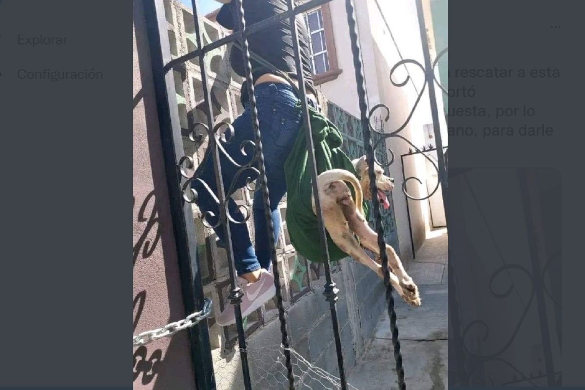 No todos los héroes usan capa: mujer rescata a pitbull abandonada 2 pitbull abandonada