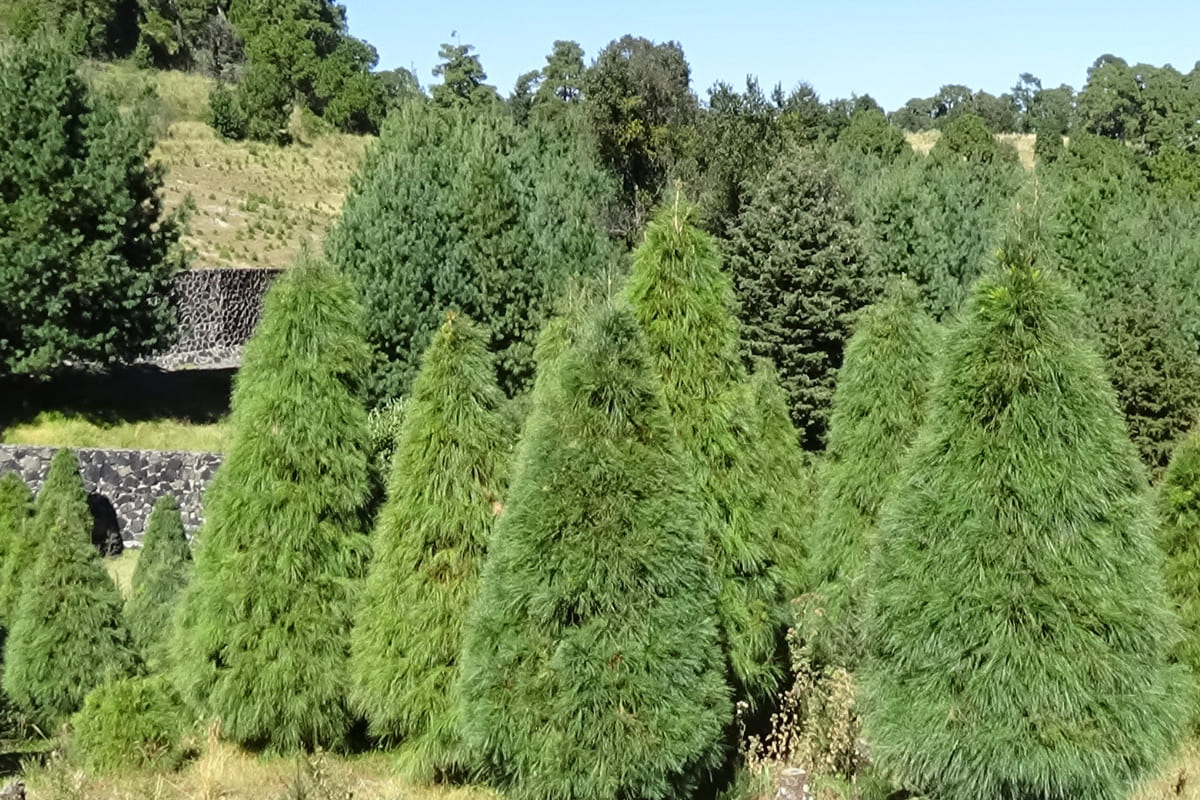 Lleva tu Árbol de Navidad a Africam Safari y recibirás un pase al 2x1 para entrar gratis 3 arbol navidad natural