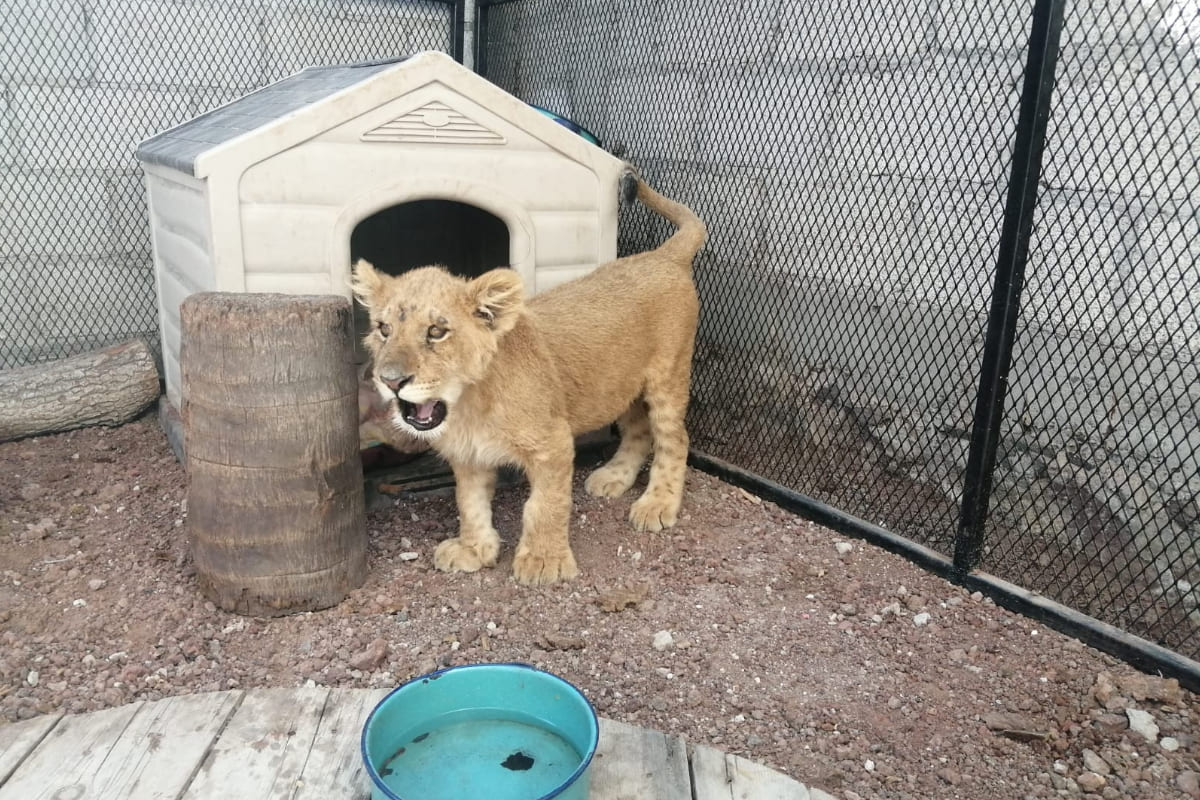 PROFEPA aseguró a cachorro de león enjaulado en colonia Balcones del Sur de Puebla 3 Profepa asegura león de balcones del sur Puebla