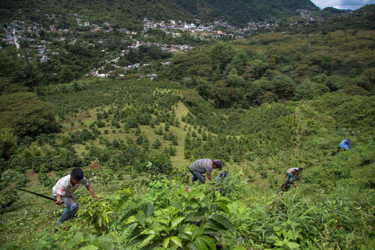 Heladas afectaron al campo en Puebla