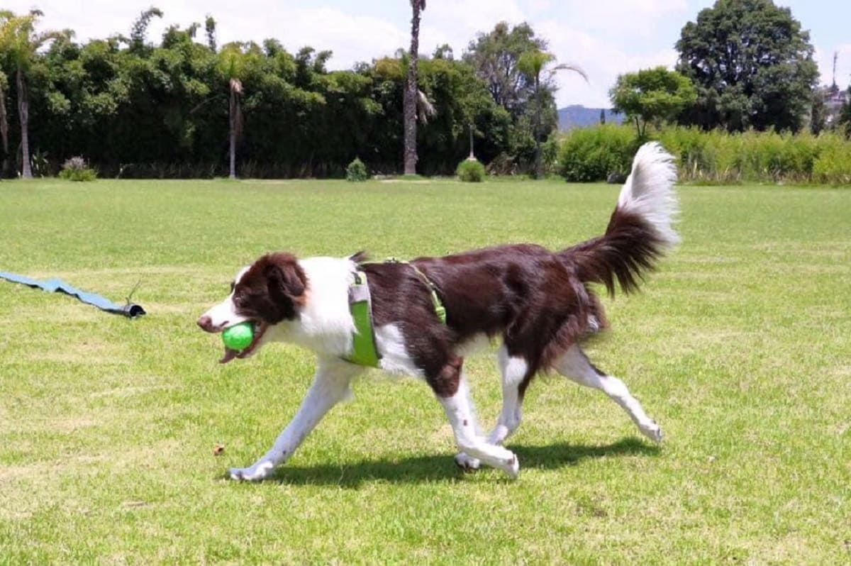 Exigen justicia para Mateo, el perro que mataron en un hospital veterinario de Puebla 2 matan a perro en veterinaria de Puebla
