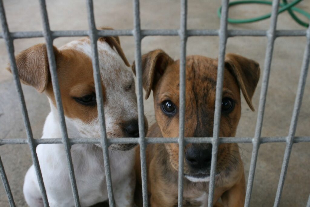 perritos