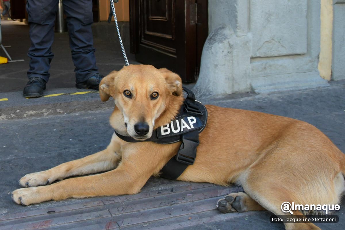 Conoce a Carolino el perrito que cuida la Facultad de Filosofía de la BUAP 5 Carolino el perrito que cuida la Facultad de Filosofia de la BUAP 1