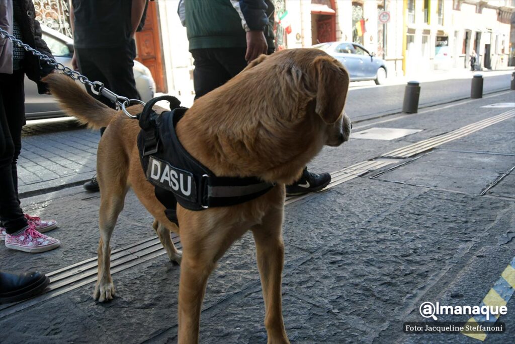Carolino el perrito que cuida la Facultad de Filosofia de la BUAP 4