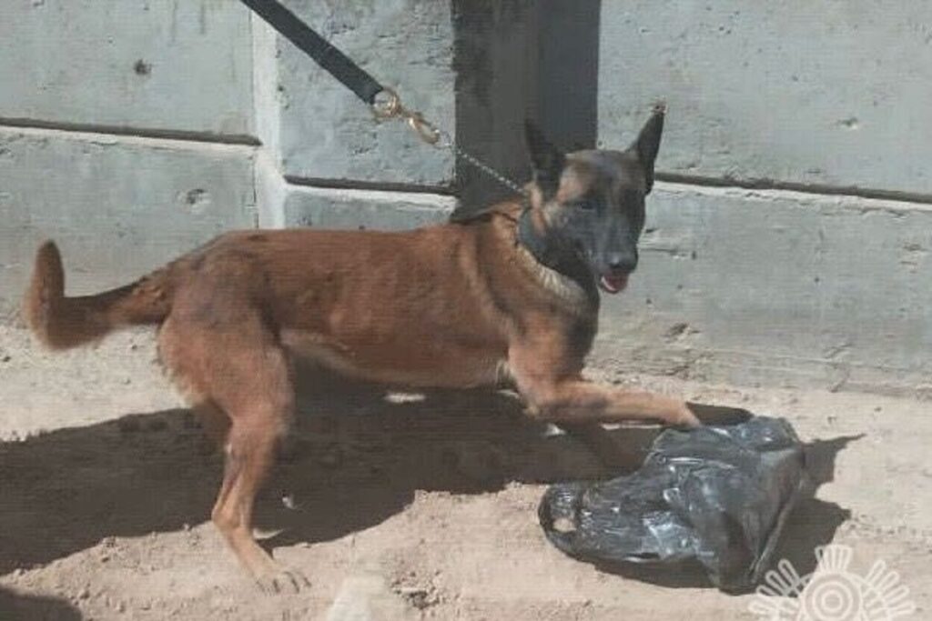 aseguran droga en penales de puebla 4