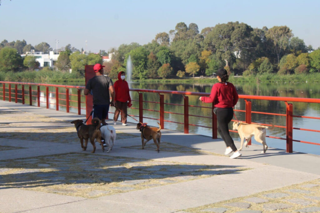 curso adiestramiento canino 1