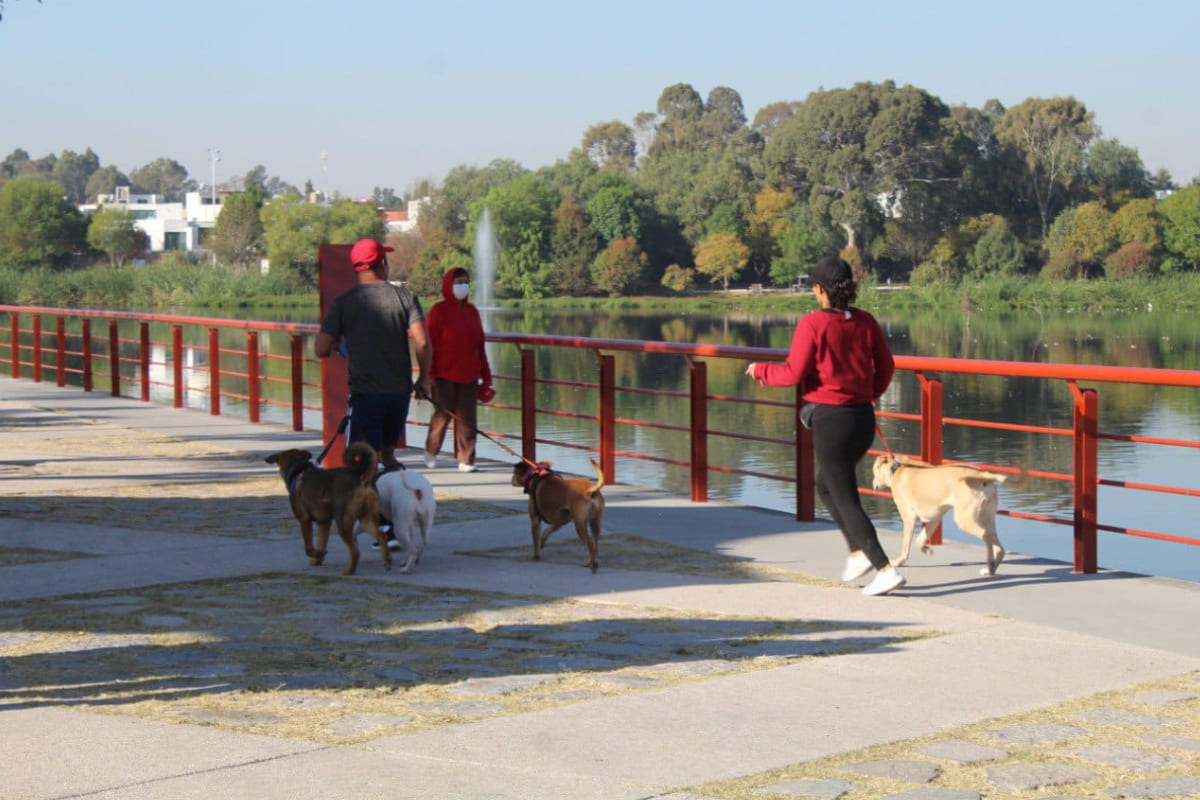 Impartirán curso de adiestramiento de lomitos en Puebla 1 curso adiestramiento canino 1
