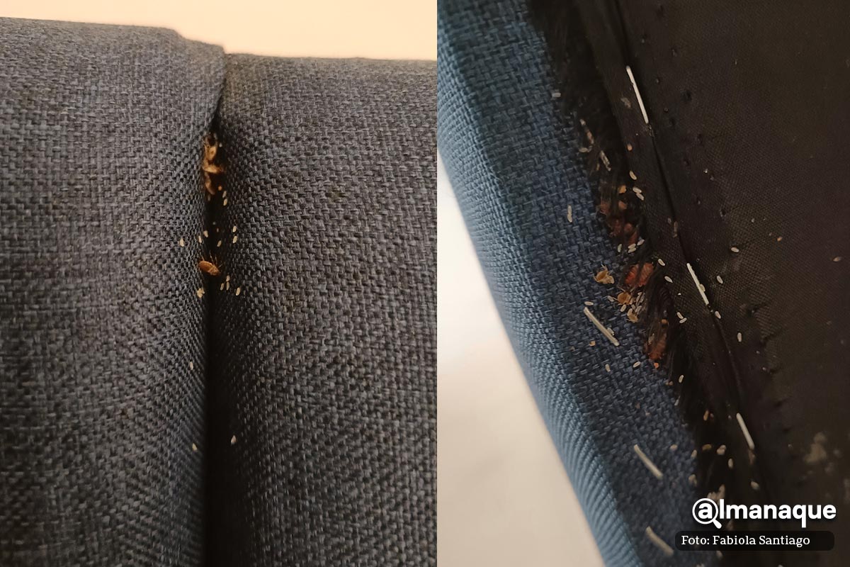Usuaria denuncia plaga de chinches en un Airbnb de Puebla 4 interior chinches en la cama