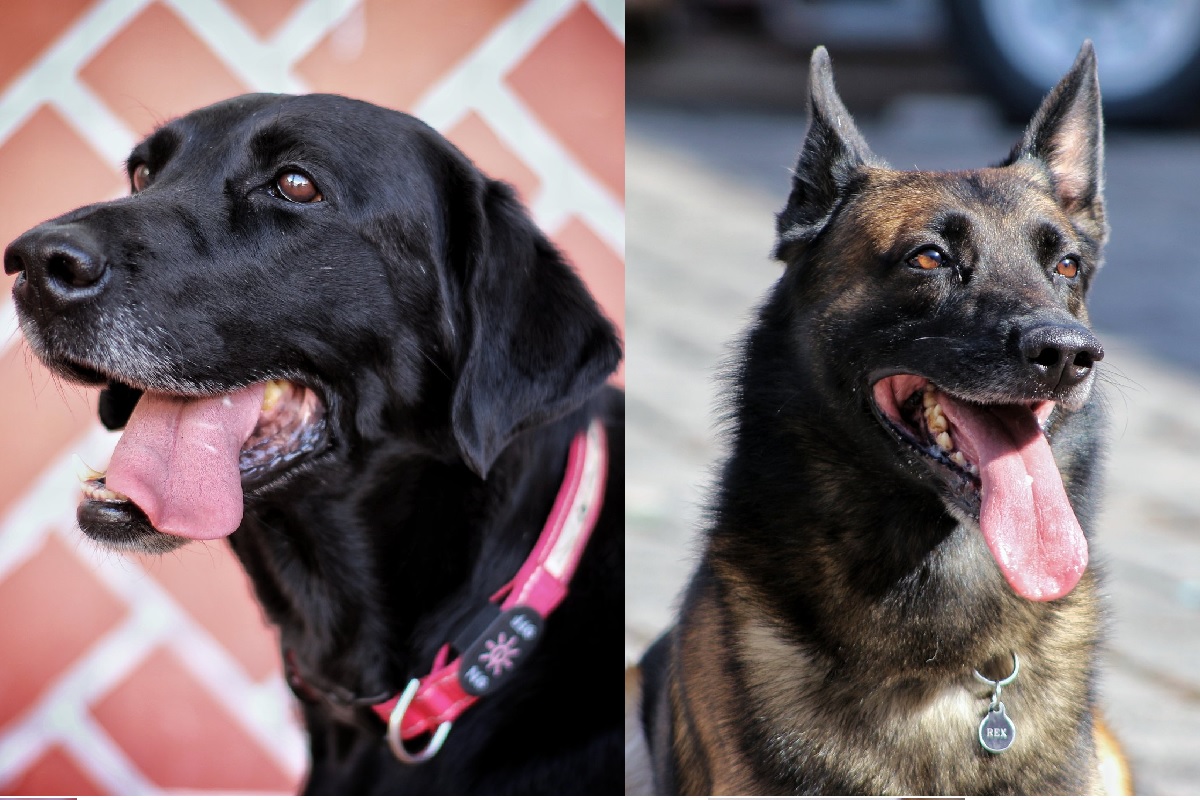 July y Rex, los perritos rescatistas enviados a Turquía por la Cruz Roja de Puebla 3 july y rex perros rescatistas