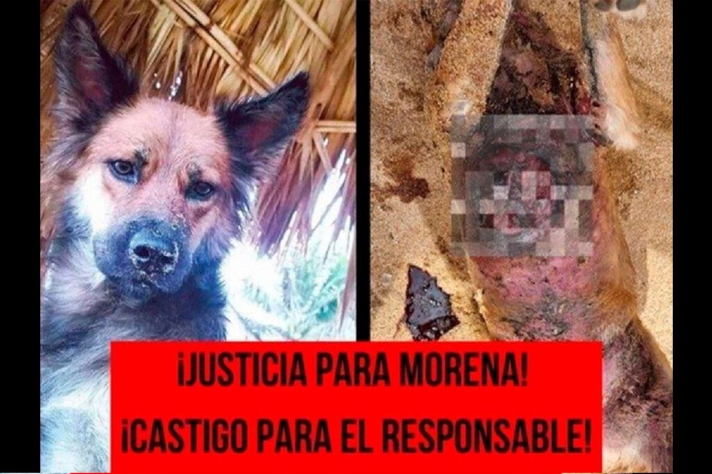 justicia para morena