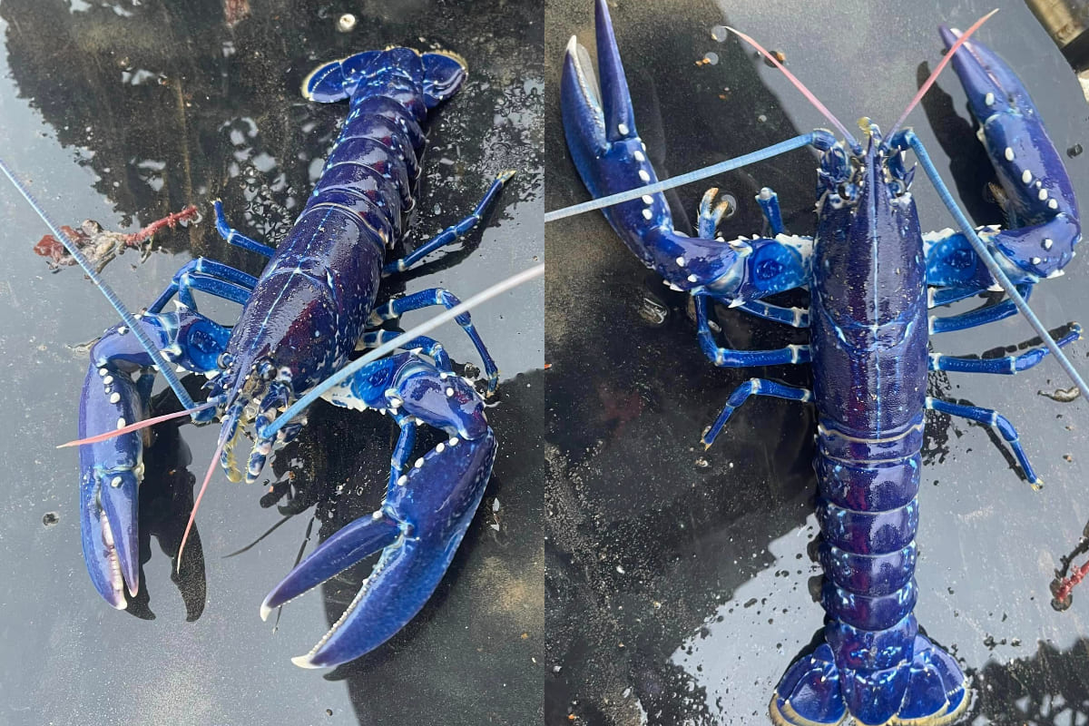 Langosta azul Reino Unido