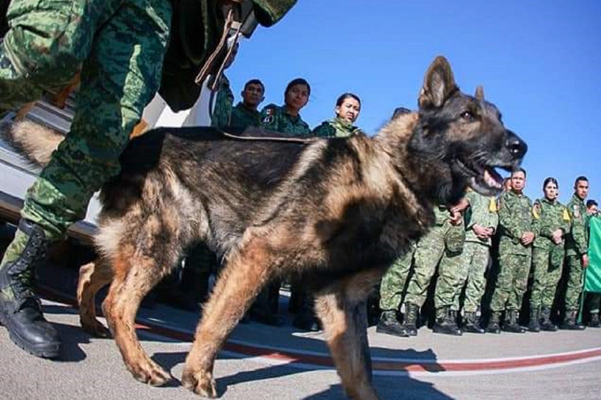 muere proteo perro rescatista enviado a turquia