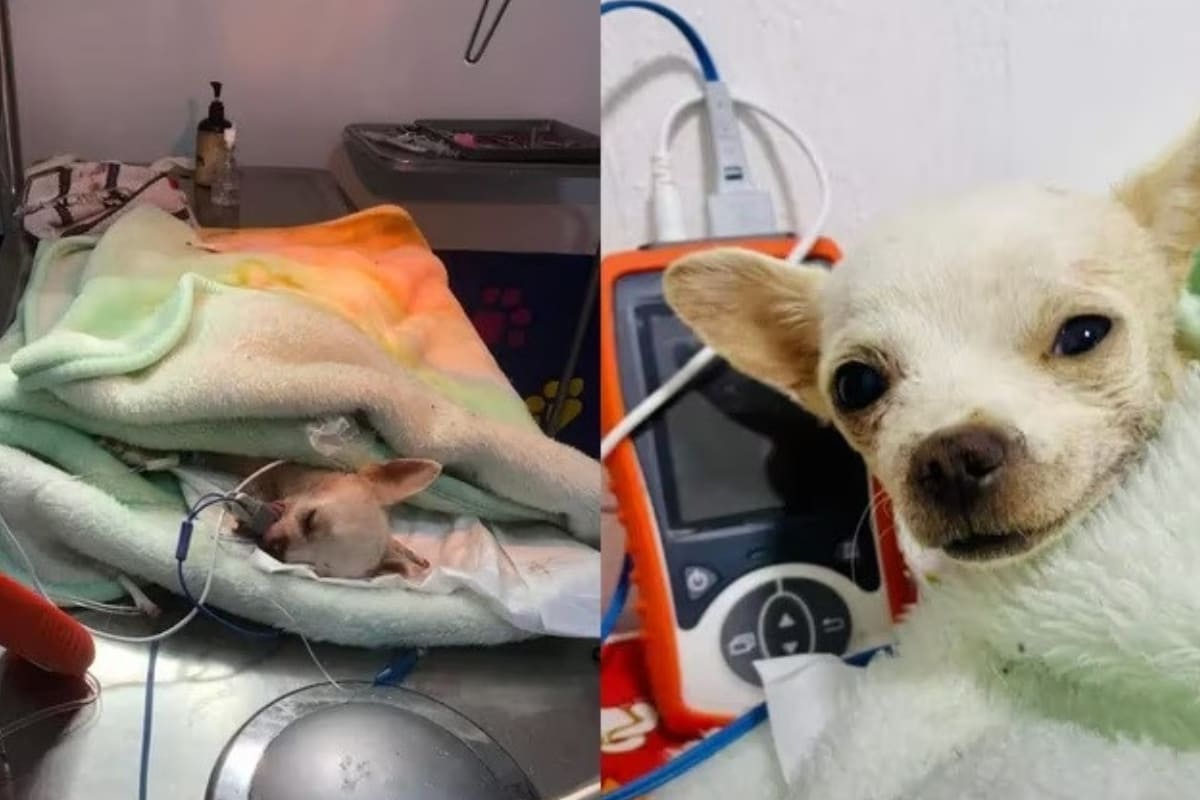 Perrito Chihuahua fue herido por proteger su hogar de un robo