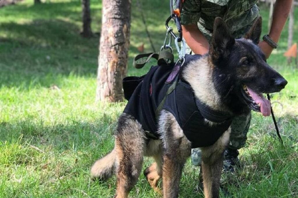 proteo murio debido a las condiciones climatologicas