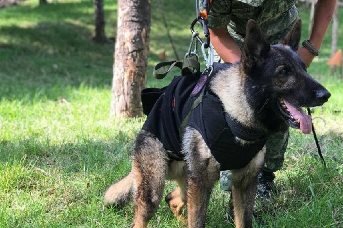 proteo murio debido a las condiciones climatologicas