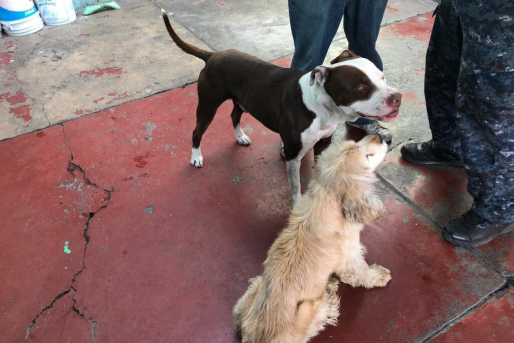 rescatan a lomitos maltratados