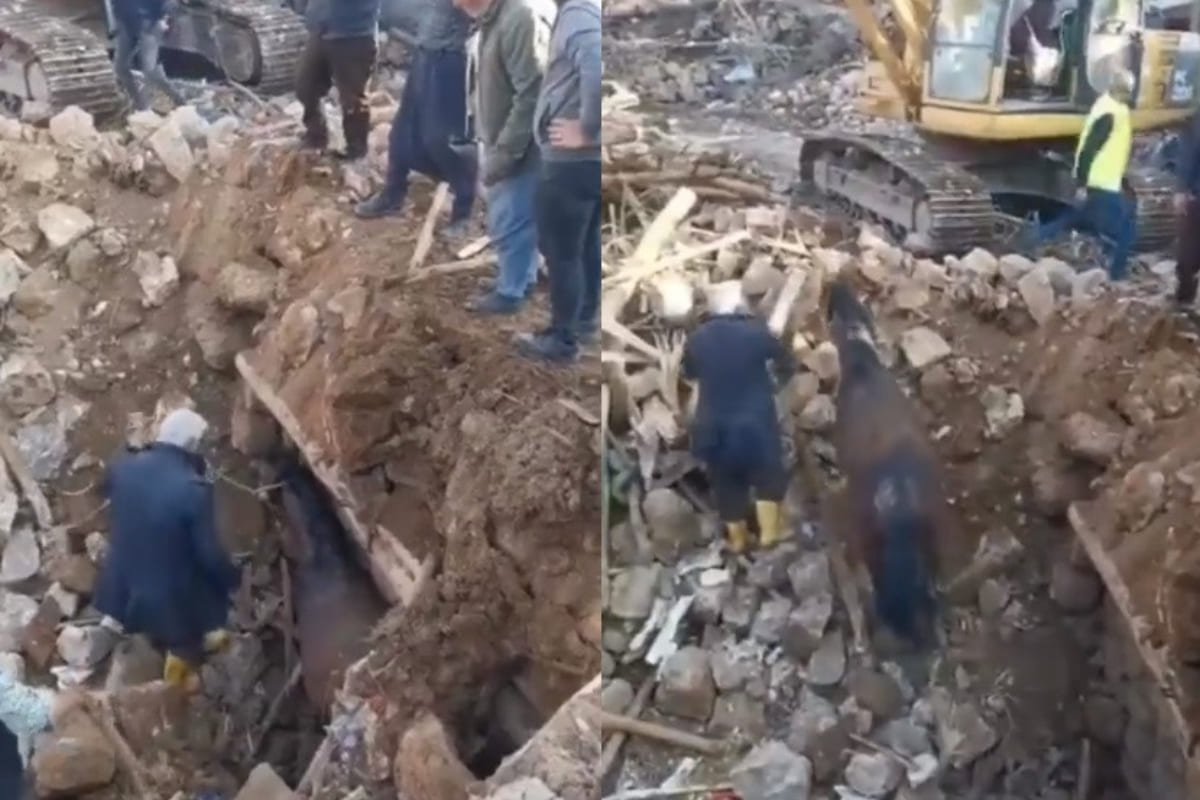 Rescatan con vida a caballo que estuvo 21 días bajo escombros en Turquía 2 Caballo Turquía
