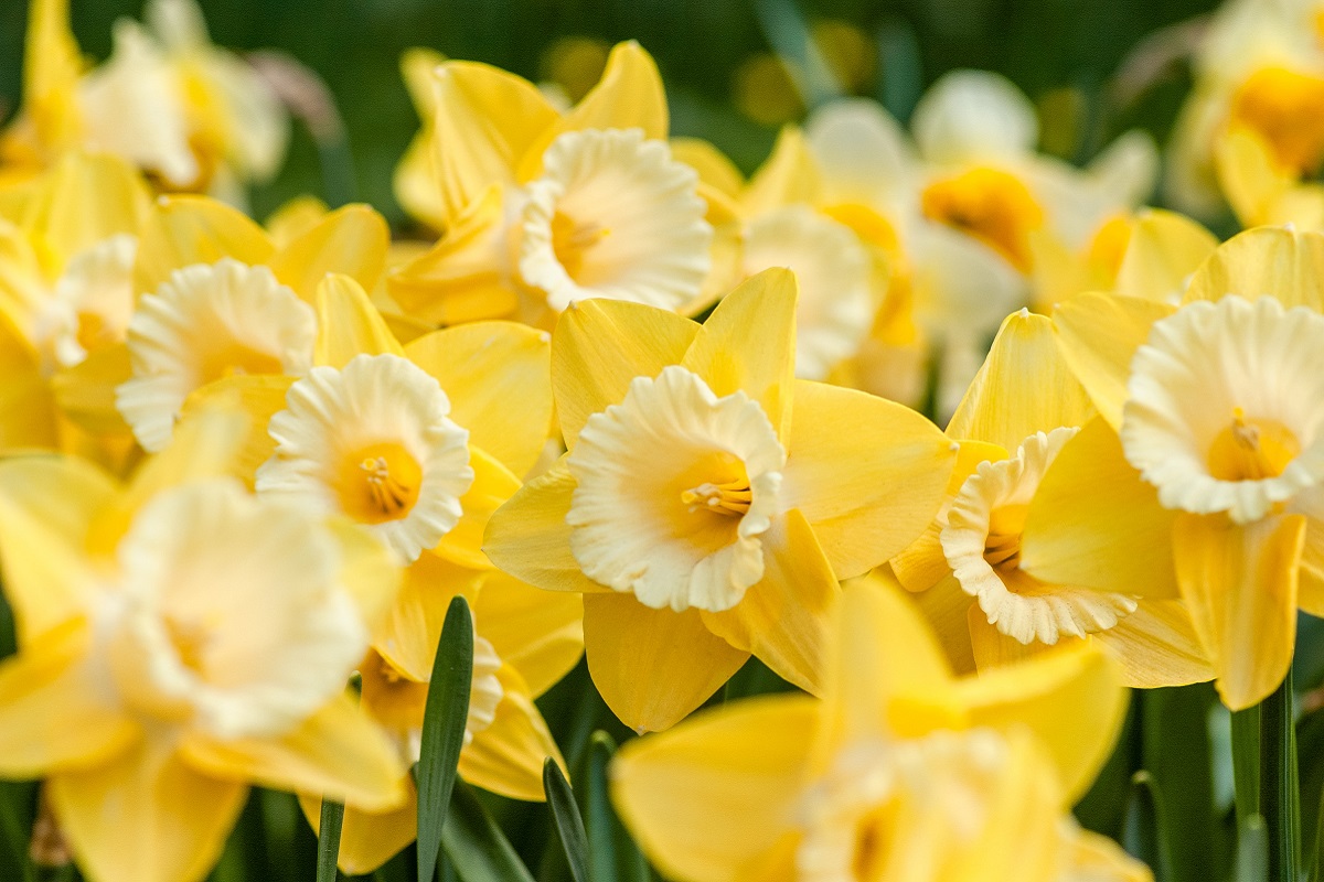 ¿Por qué regalan flores amarillas el 21 de marzo y cómo surgió esta tendencia? 3 flores amarillas 1