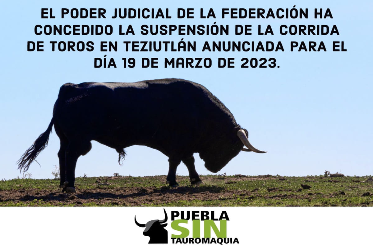 Poder Judicial suspende corridas de toros en Teziutlán 3 Suspenden corridas de toros en Teziutlán