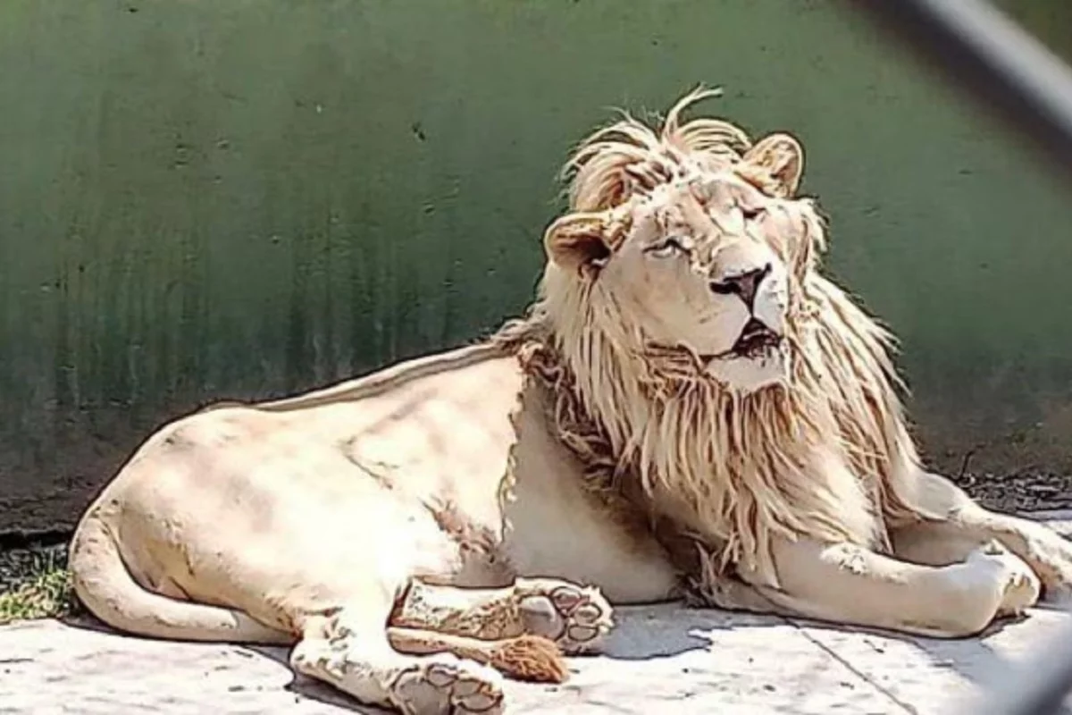 FOTOS: León, pumas, tigre y aguilas, aseguran en domicilio dedicado al huachicol en Huixquilucan 6 huixquilucan 2