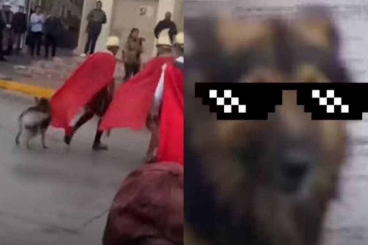 Suaves salvadores: Lomito intenta defender a Jesús de los romanos en viacrucis (VIDEO) 3 Lomito defiende a Jesús