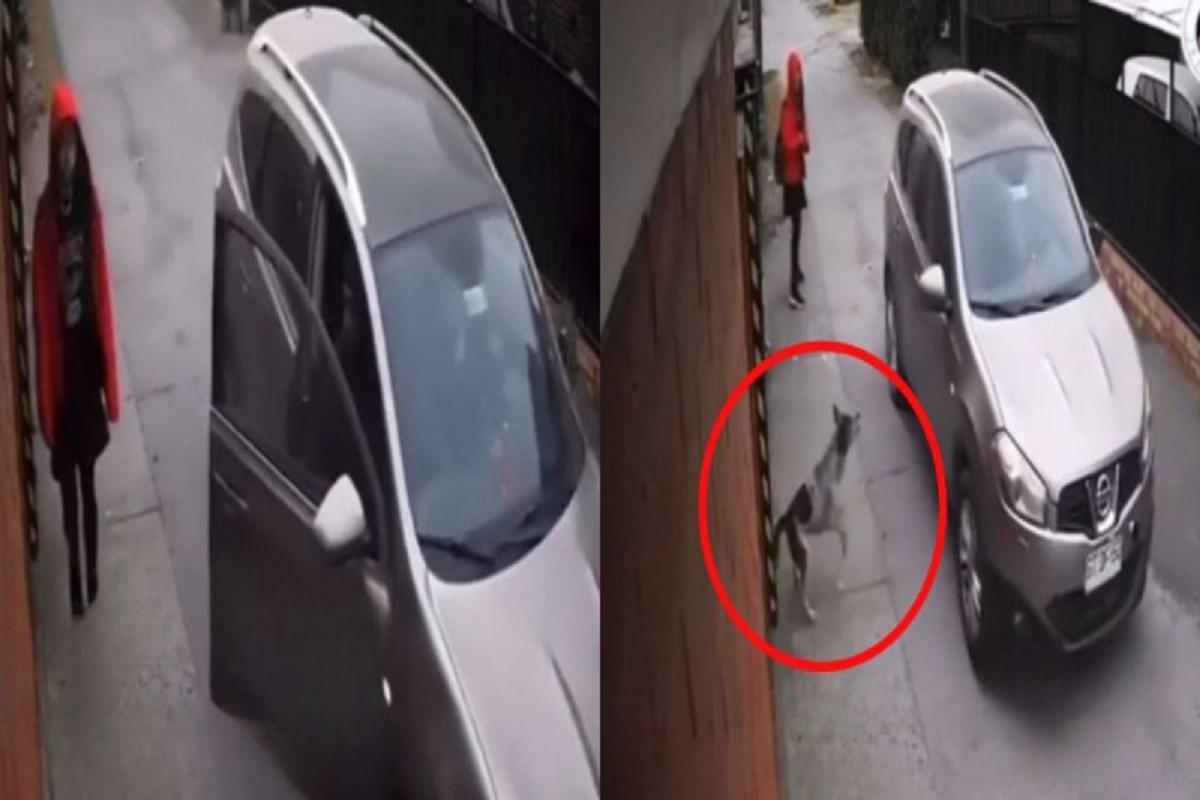 perro salva a joven de ser secuestrada