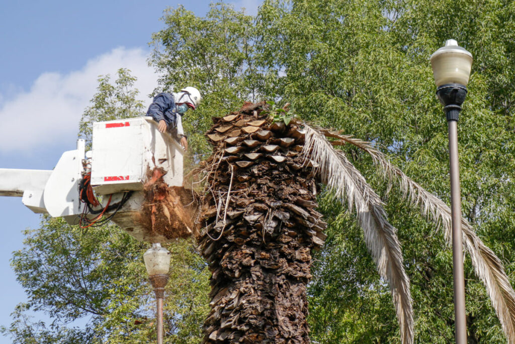Talarán palmeras por plaga amarilla