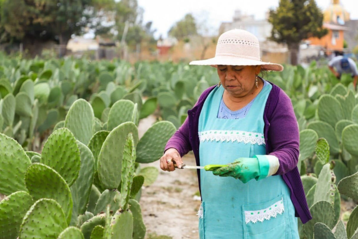 Anuncia Ayuntamiento de San Andrés Cholula, la edición 27 de la Feria del Nopal en San Bernardino Tlaxcalancingo 1 27 feria del nopal SACH 1