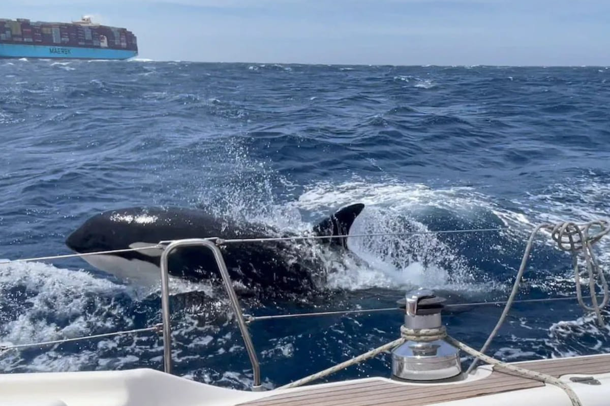 Gladis, una orca que enseña a otras ballenas a atacar humanos en barcos en Gibraltar 3 Gladis