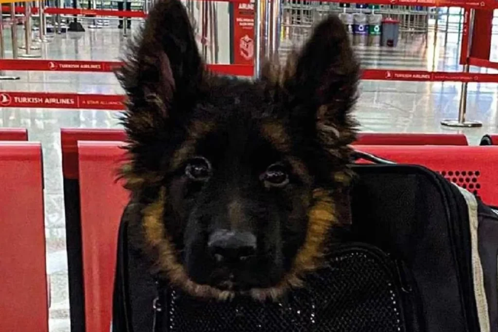 Turquia dona un perrito rescatista tras muerte de proteo