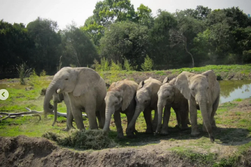 africam safari rescata a nueve elefantes