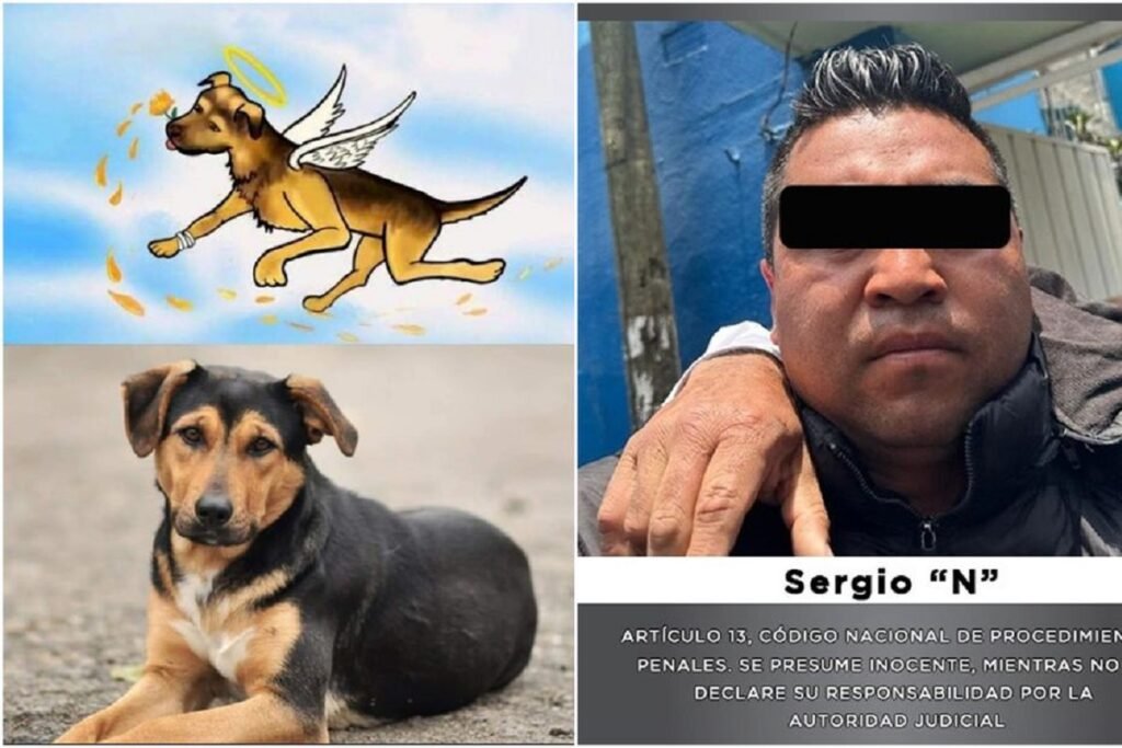 justicia para scooby