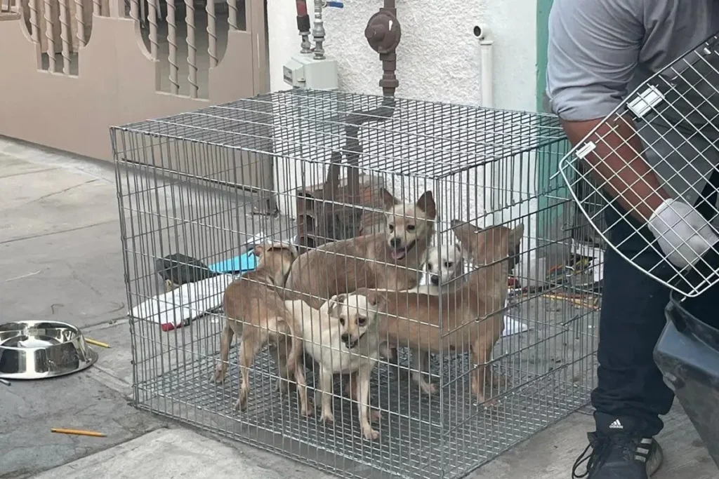 rescatan a 17 perritos en Nuevo leon 1 2