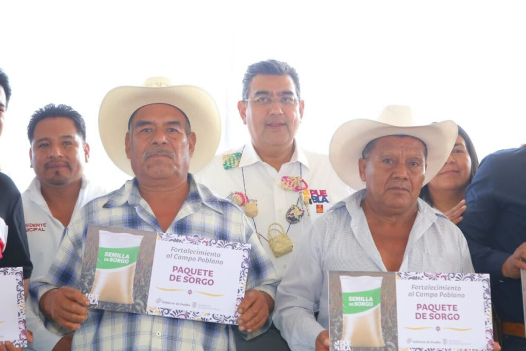 Agave mezcalero Puebla