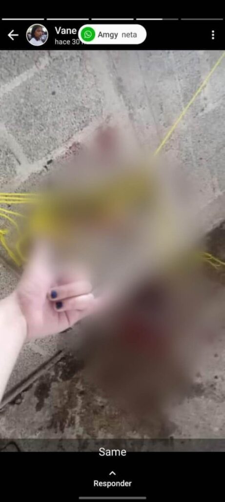 Alumna del CBTIS 86 mata a un perrito