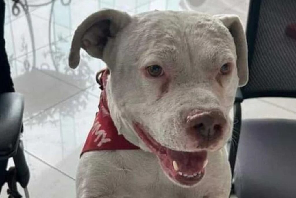 Toyo, el perrito rescatado por Toyota Puebla