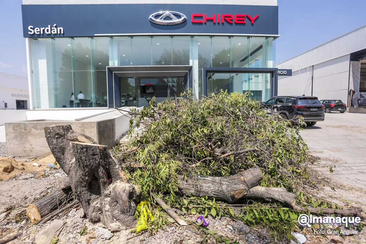Chirey Serdán tala árboles