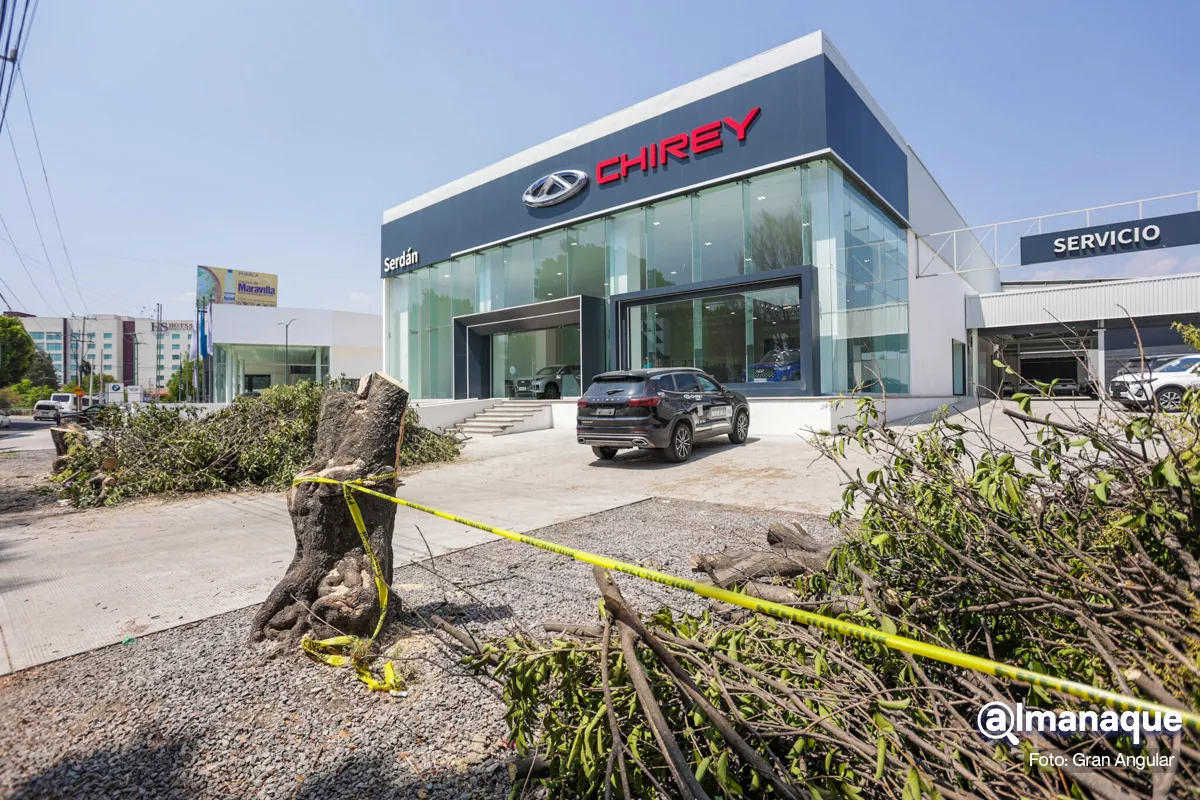 Sancionarán a funcionarios del Ayuntamiento de Puebla por tala de árboles en concesionaria de autos 4 agencia de autos Chirey tala de arboles 6