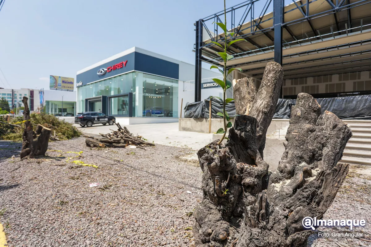 Continuará Myriam Arabian en Medio Ambiente tras tala de árboles de Chirey Serdán 1 agencia de autos Chirey tala de arboles 8